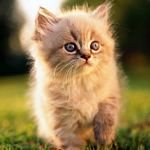 pic for cute cat 